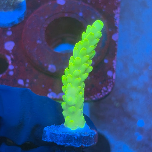 T1-D06-M08 || KFC Jade Dragon SPS Frag WYSIWYG
