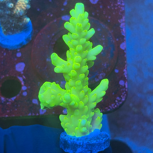 T1-D07-M08 || KFC Jade Dragon SPS Frag WYSIWYG
