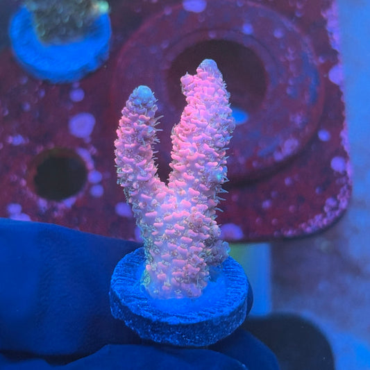 T1-E01-M08 || KFC Royal Pastel Milli SPS Frag WYSIWYG