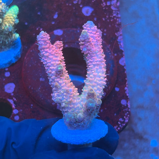 T1-E03-M08 || KFC Royal Pastel Milli SPS Frag WYSIWYG