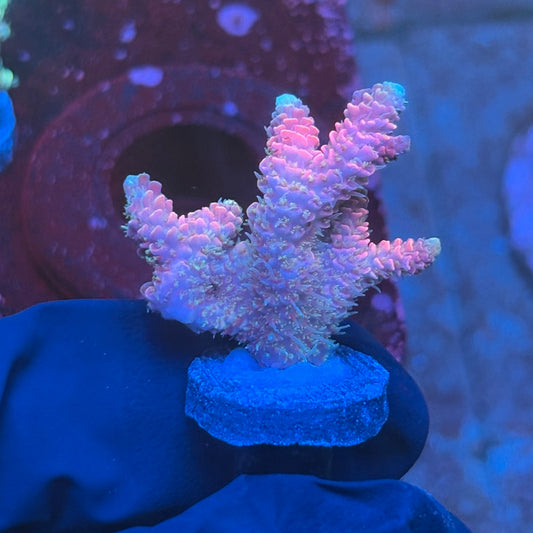 T1-E07-M08 || KFC Royal Pastel Milli SPS Frag WYSIWYG