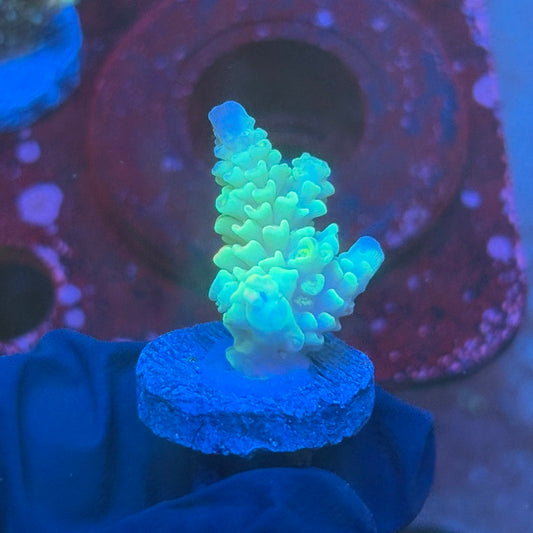 T1-G01-M08 || KFC Bayou Breeze SPS Frag WYSIWYG