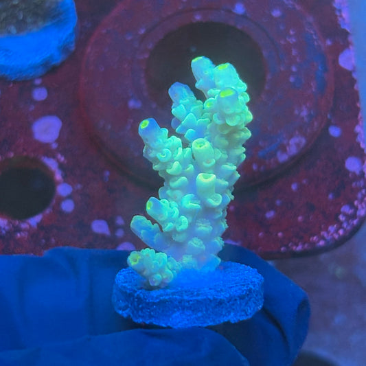 T1-G02-M08 || KFC Bayou Breeze SPS Frag WYSIWYG