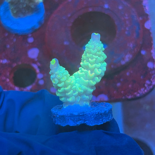 T1-G03-M08 || KFC Bayou Breeze SPS Frag WYSIWYG