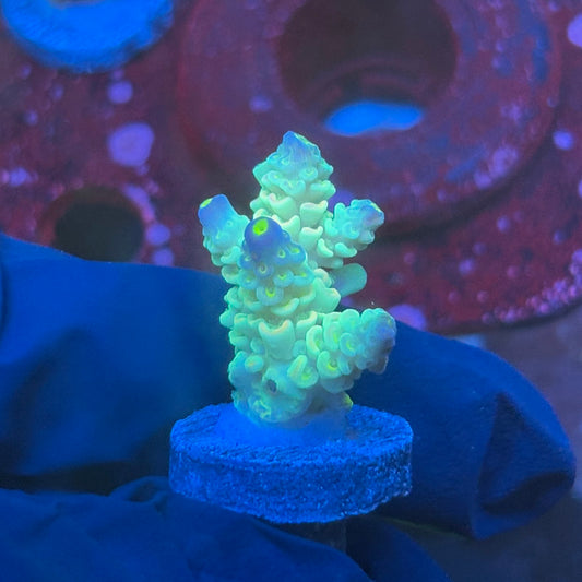 T1-G04-M08 || KFC Bayou Breeze SPS Frag WYSIWYG