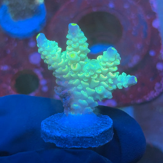 T1-G05-M08 || KFC Bayou Breeze SPS Frag WYSIWYG