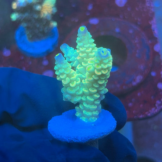 T1-G06-M08 || KFC Bayou Breeze SPS Frag WYSIWYG