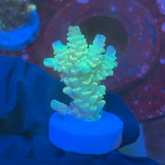 T1-G07-M08 || KFC Bayou Breeze SPS Frag WYSIWYG