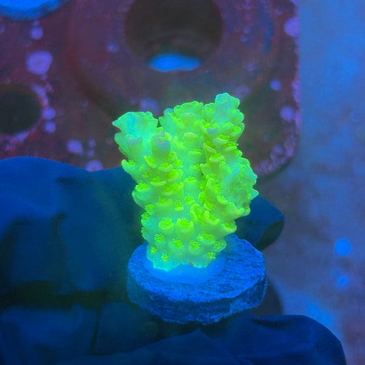 T1-H01-M08 || KFC Glow Stick SPS Frag WYSIWYG