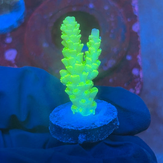 T1-H04-M08 || KFC Glow Stick SPS Frag WYSIWYG