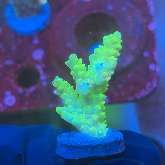 T1-H05-M08 || KFC Glow Stick SPS Frag WYSIWYG