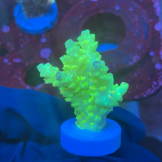 T1-H07-M08 || KFC Glow Stick SPS Frag WYSIWYG