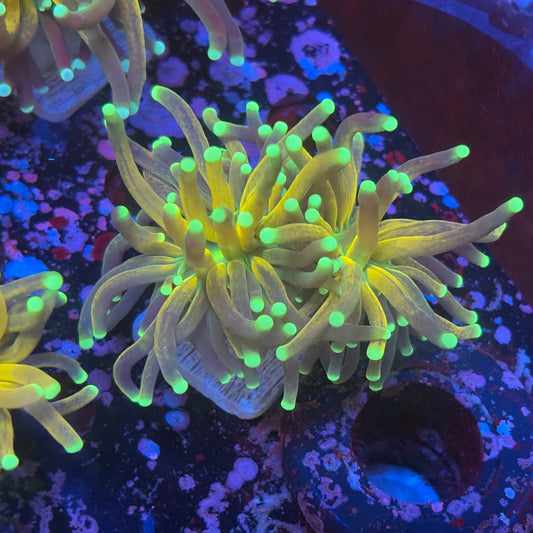 X1-01-M08 || 2 Head Tiger Torch WYSIWYG