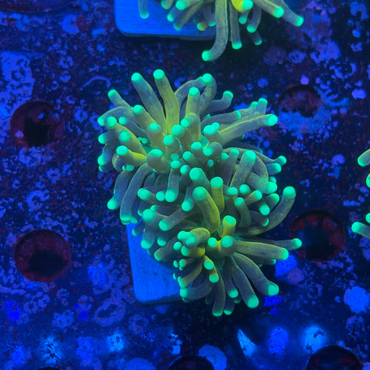 X1-03-M08 || 2 Head Tiger Torch WYSIWYG