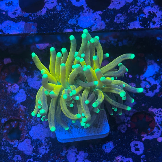 X1-12-M08 || 2 Head Tiger Torch WYSIWYG