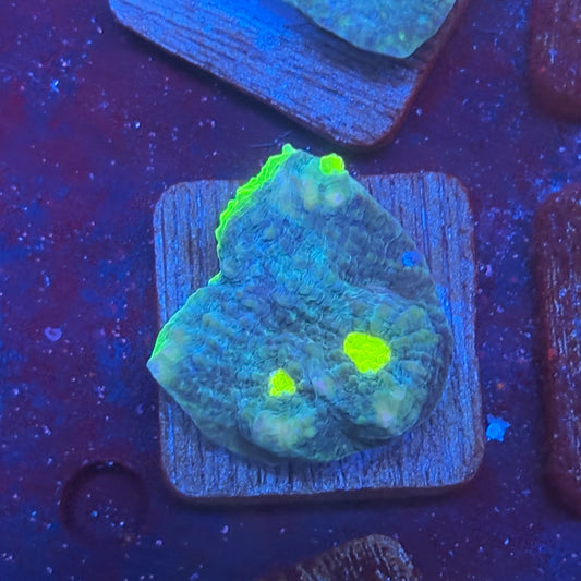 X2-A06-M08 || KFC Alien Eye Chalice WYSIWYG