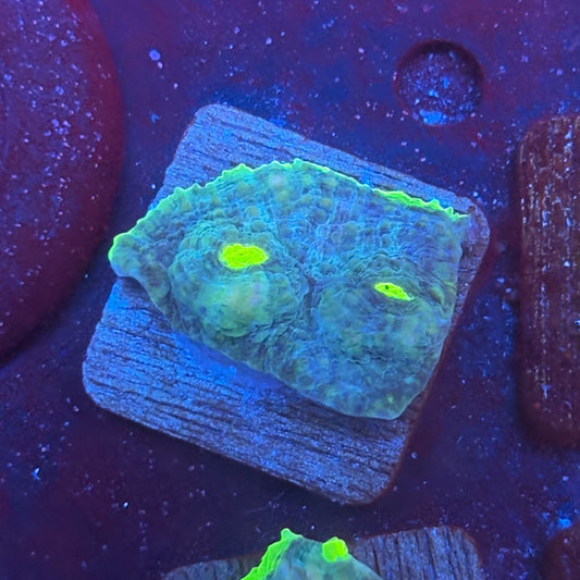 X2-A07-M08 || KFC Alien Eye Chalice WYSIWYG