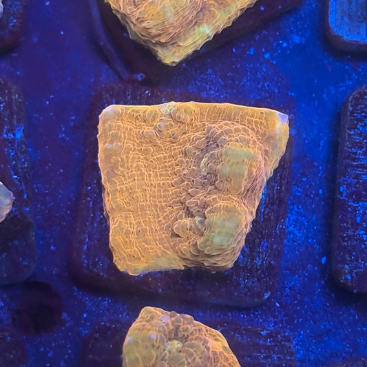 X2-D03-M08 || KFC Tangerine Dream Chalice WYSIWYG