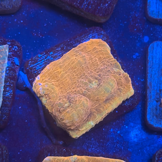 X2-D04-M08 || KFC Tangerine Dream Chalice WYSIWYG