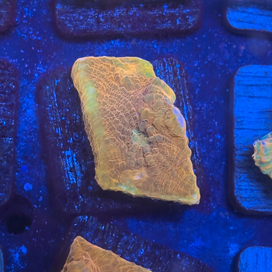 X2-D06-M08 || KFC Tangerine Dream Chalice WYSIWYG