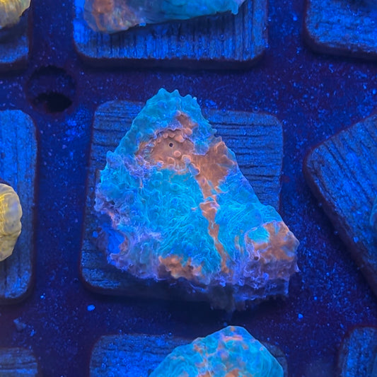 X2-G02-M08 || KFC Jolly Rancher Chalice WYSIWYG