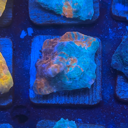 X2-G03-M08 || KFC Jolly Rancher Chalice WYSIWYG