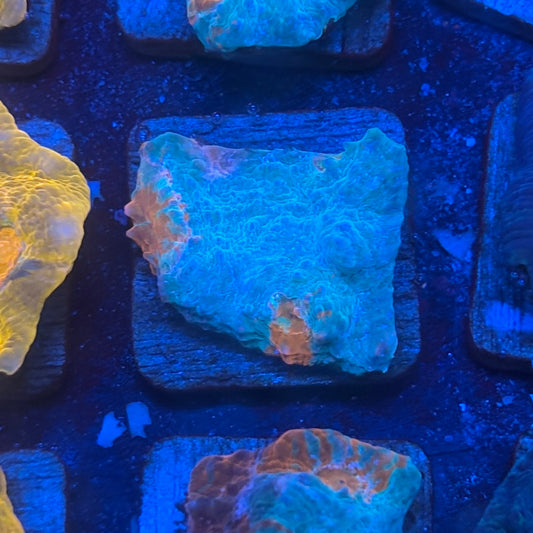 X2-G04-M08 || KFC Jolly Rancher Chalice WYSIWYG