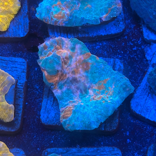 X2-G05-M08 || KFC Jolly Rancher Chalice WYSIWYG