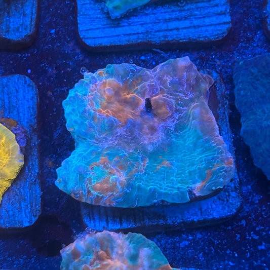 X2-G06-M08 || KFC Jolly Rancher Chalice WYSIWYG