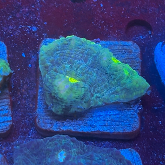 X2-H07-M08 || KFC Alien Eye Chalice WYSIWYG