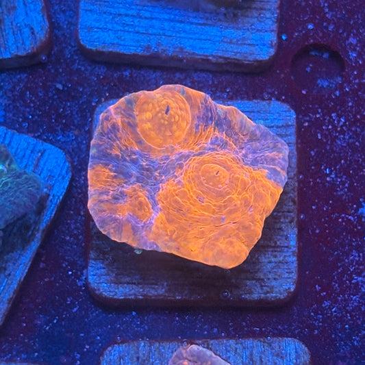 X2-I05-M08 || KFC Jolly Rancher Chalice WYSIWYG
