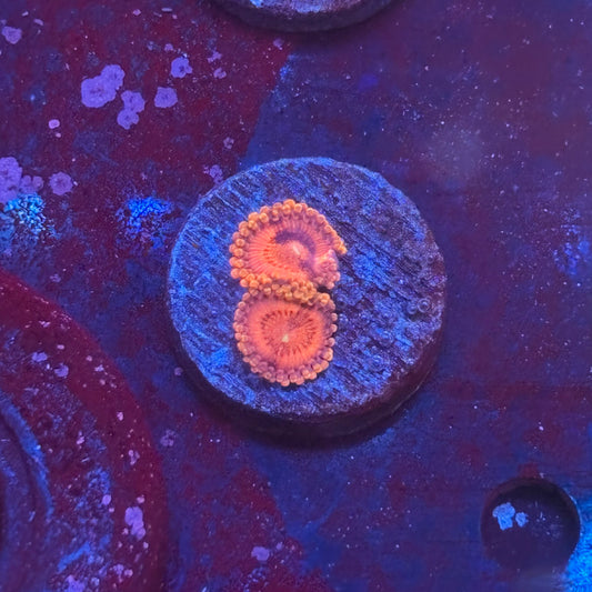 Z3-A01-M08 || KFC Flaming Hot Zoa WYSIWYG