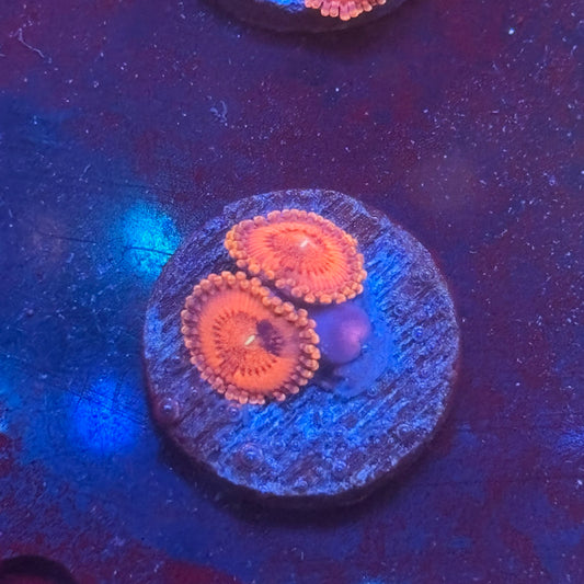Z3-A03-M08 || KFC Flaming Hot Zoa WYSIWYG