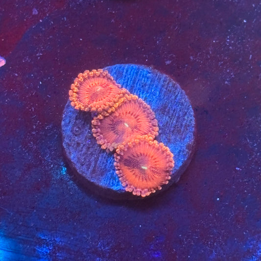 Z3-A04-M08 || KFC Flaming Hot Zoa WYSIWYG