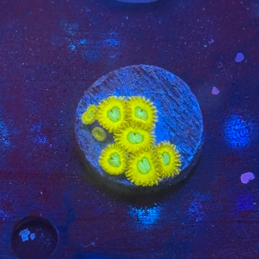 Z3-B01-M08 || Pikachu Zoa WYSIWYG