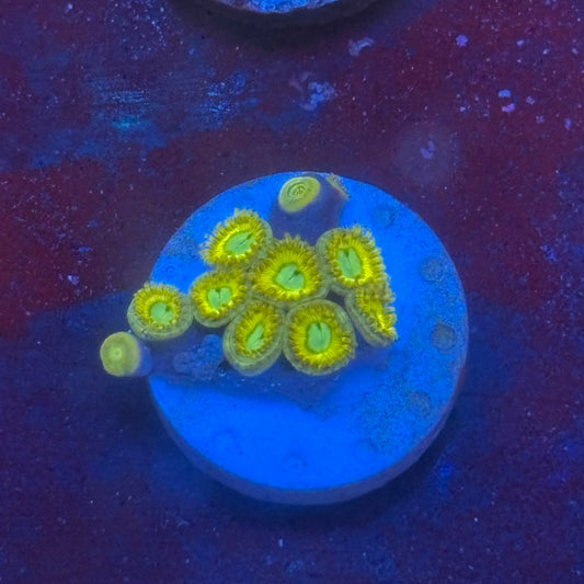 Z3-B02-M08 || Pikachu Zoa WYSIWYG