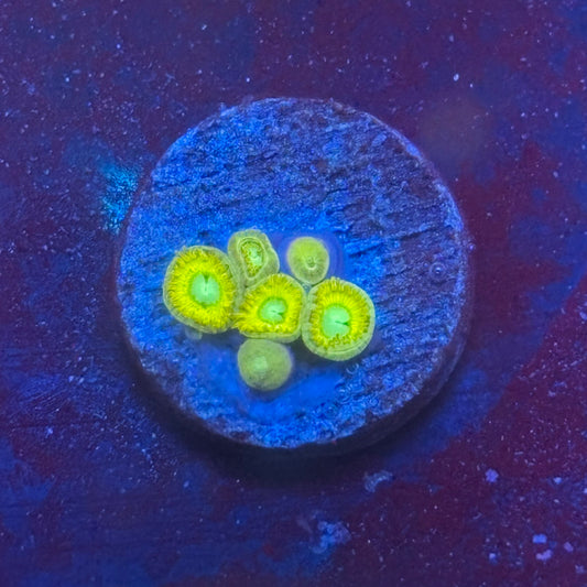 Z3-B03-M08 || Pikachu Zoa WYSIWYG