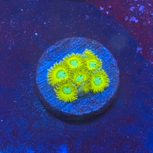 Z3-B04-M08 || Pikachu Zoa WYSIWYG