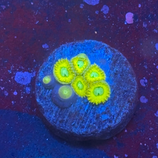 Z3-B05-M08 || Pikachu Zoa WYSIWYG