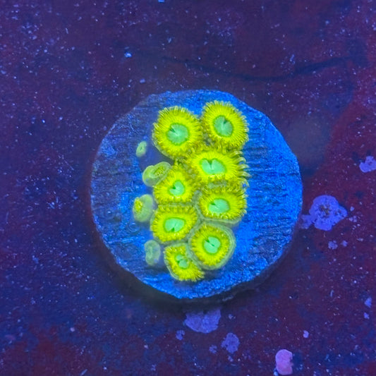 Z3-B06-M08 || Pikachu Zoa WYSIWYG