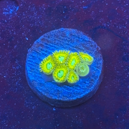 Z3-B07-M08 || Pikachu Zoa WYSIWYG