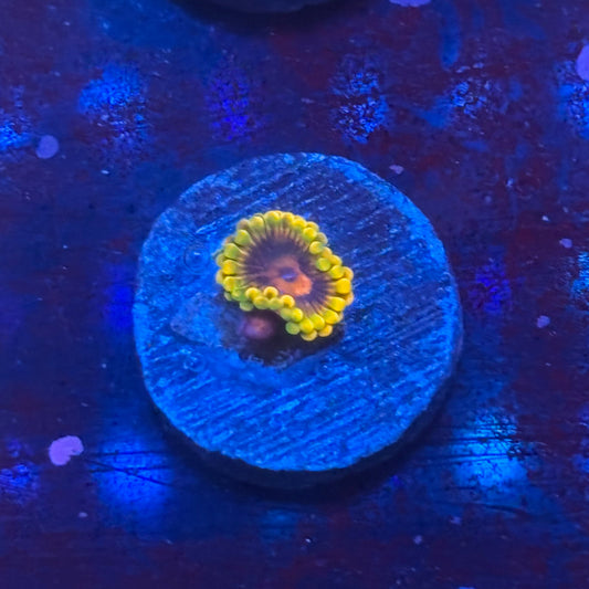 Z3-C01-M08 || Jedi Mind Trick Zoa WYSIWYG