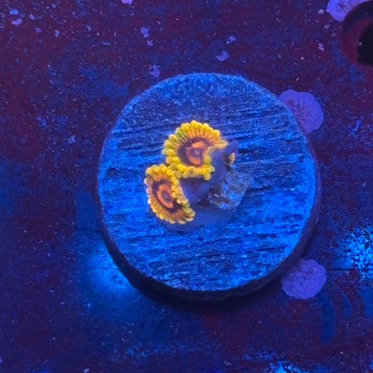 Z3-C02-M08 || Jedi Mind Trick Zoa WYSIWYG