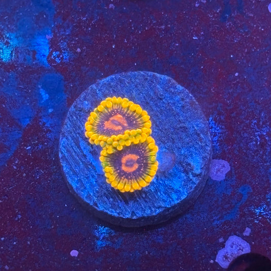 Z3-C03-M08 || Jedi Mind Trick Zoa WYSIWYG