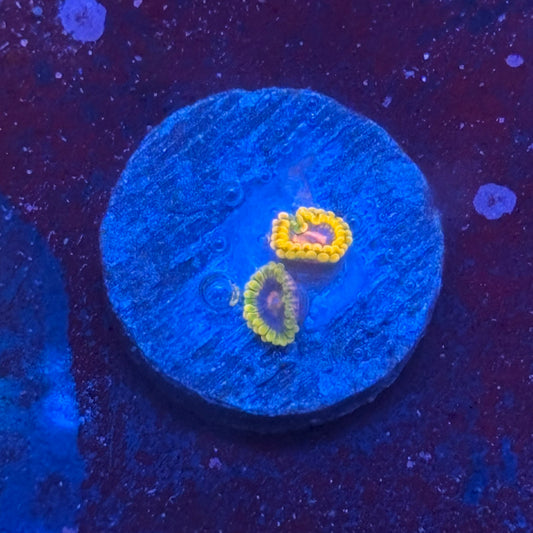 Z3-C04-M08 || Jedi Mind Trick Zoa WYSIWYG