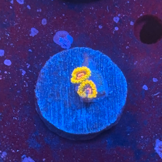 Z3-C05-M08 || Jedi Mind Trick Zoa WYSIWYG