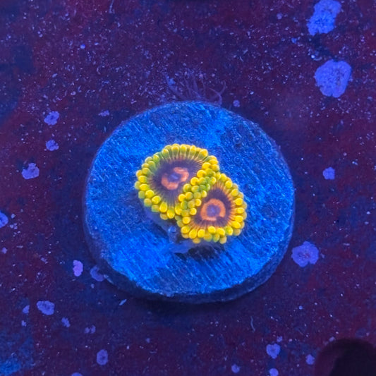 Z3-C06-M08 || Jedi Mind Trick Zoa WYSIWYG