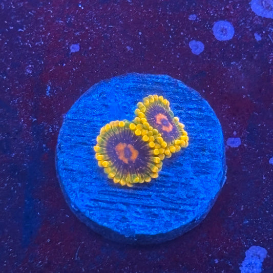 Z3-C07-M08 || Jedi Mind Trick Zoa WYSIWYG