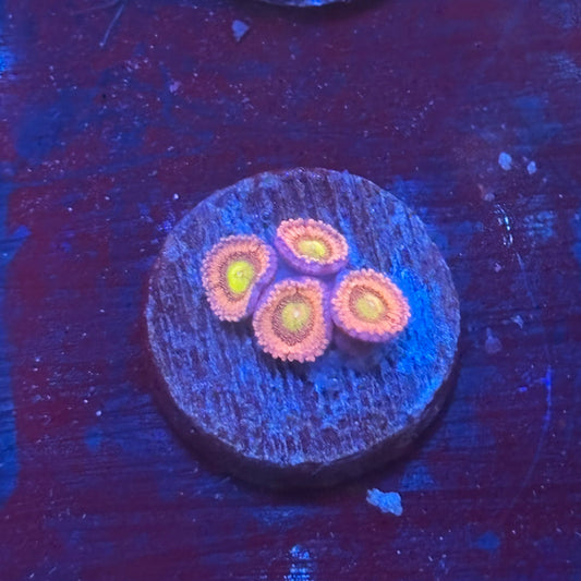 Z3-E01-M08 || Laffy Taffy Zoa WYSIWYG