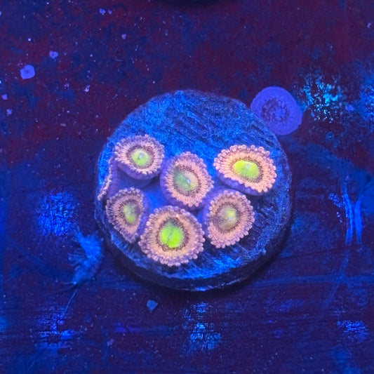 Z3-E02-M08 || Laffy Taffy Zoa WYSIWYG